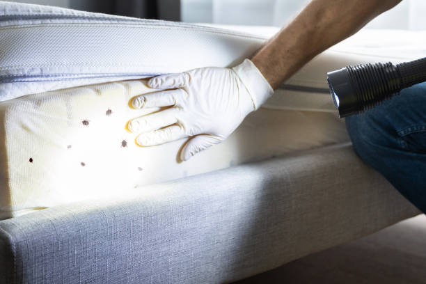 Wasp Removal Services in Show Low, AZ