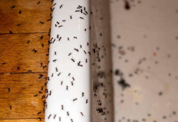 Best Best Pest Control Near Me  in Show Low, AZ