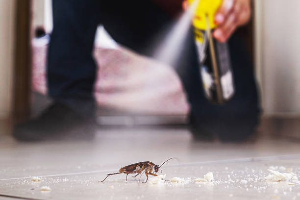 Best Pest Removal Services  in Show Low, AZ