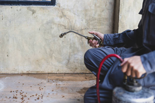 Best Pest Control Treatment  in Show Low, AZ